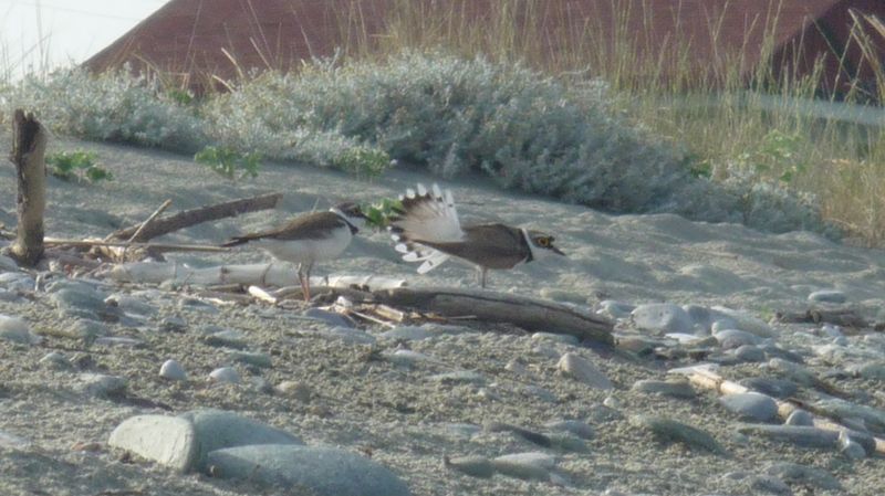 Charadrius dubius?